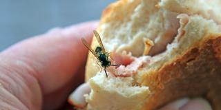 Vorsicht beim Essen im Freien zur Sommerzeit Eine Wespe sitzt auf einem belegten Brötchen (Foto: IMAGO / Gottfried Czepluch)