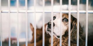 Ein Hund sitzt mit ängstlichem Blick hinter Gitterstäben (Foto: IMAGO / Shotshop)