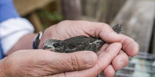 Eine Frau hält einen Mauersegler, der aus dem Nest gefallen ist, in ihren Händen. (Foto: IMAGO / Funke Foto Services /Svenja Hanusch)