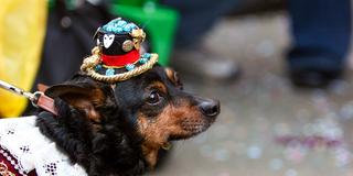 Ein kostümierter Hund (Foto: IMAGO / Zoonar)