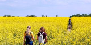 Spaziergängerinnen laufen über einen Feldweg an blühenden Rapsfeldern vorbei. (Foto: IMAGO / Jochen Eckel)