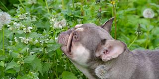 Französische Bulldogge schnuppert an Blumen. (Foto: IMAGO / CHROMORANGE)
