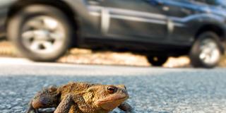 Symbolbild: Krötenwanderung, eine Erdkröte (Bufo bufo) überquert die Straße neben einem fahrenden Auto (Foto: IMAGO / imagebroker)