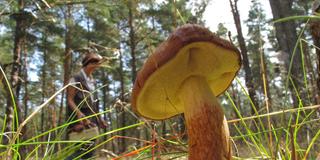 Pilzsaison startet. Auf dem Foto eine Pilzsucherin hinter einer Marone (Boletus badius), (Foto: IMAGO / Hohlfeld)