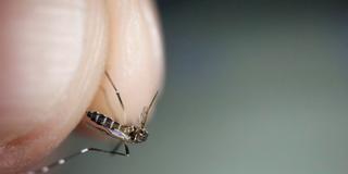 Eine (Sub-)Tropische Stechmücke wird zwischen zwei Fingerspitzen gehalten (Foto: IMAGO / Zoonar)