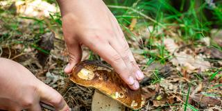 Ein Steinpilz (Boletus) wird am Waldboden vom Stamm geschnitten (Foto: IMAGO / Depositphotos)
