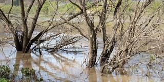 Bäume stehen im Wasser (Foto: IMAGO / Depositphotos)