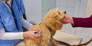 Junger Hund wird beim Tierarzt untersucht (Foto: IMAGO / Rolf Poss)