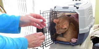 Mehrere Hauskatzen in Transportboxen (Foto: IMAGO / Newscom World)