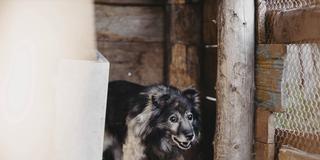Ein verwahrloster Hund in einem Holzverschlag (Foto: IMAGO / imagebroker)