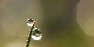 Zwei Regentropfen glänzen in der Sonne auf einem Grashalm (Foto: IMAGO / Silas Stein)