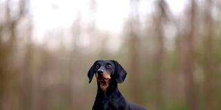 Ein Dackel sitzt auf einem Weg und wartet auf seine Begleitung. (Foto: IMAGO / Panama Pictures / Christoph Hardt )