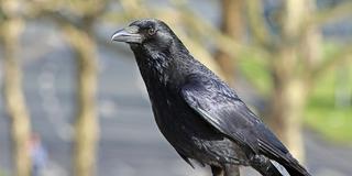 Eine Rabenkrähe (Corvus Corone) sitzt auf einem Geländer (Foto: IMAGO / Gottfried Czepluch)