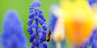 Wildbiene der Art Rote Mauerbiene (Osmia bicornis) auf einer Traubenhyazinthe (Foto: IMAGO / Dirk Manderbach)