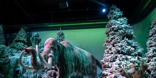 Gondwana-Praehistorium.  Dinosaurier in der Ausstellung. (Foto: IMAGO / BeckerBredel)