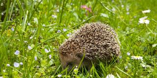 Ein Igel läuft durch einen Garten (Foto: IMAGO / Cavan Images)