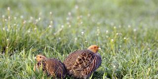 Ein Rebhuhn-Päärchen (Perdix perdix) sitzt auf einer Wiese (Foto: IMAGO / imagebroker)