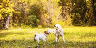 Zwei Hunde spielen mit Stöcken auf einem Herbstspaziergang in einem Park.  (Foto: IMAGO / imagebroker / Oksana Shufrych)