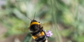 Eine Hummel sitzt an einer Blüte (Foto: IMAGO / Avalon.red / Mark Fairhurst)