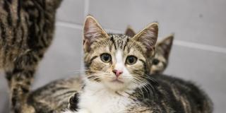 Symbolbild. Mehrere Katzenbabys in einem Tierheim  (Foto: IMAGO / Funke Foto Services)