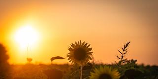 Sonnenblumenfeld in der Abendsonne (Foto: IMAGO / CHROMORANGE)