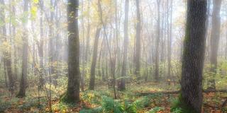 Die Herbstsonne verdrängt langsam den Morgennebel im Wald. (Foto: IMAGO / YAY Images)
