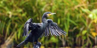 Ein Kormoran breitet die Flügel über dem Wasser aus und schüttelt Tropfen ab (Foto: IMAGO / imagebroker)