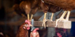 Hühner in einem Stall (Foto: IMAGO / Swaantje Hehmann)