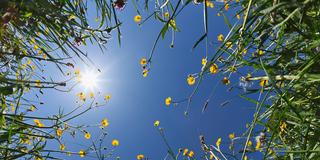 Sonne scheint auf ein Blumenfeld (Foto: IMAGO / Westend61)