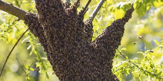 Ausgeflogener Bienenschwarm sammelt sich auf einem Baum. (Foto: IMAGO / imagebroker    )