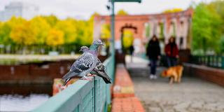 Stadttauben im Saarbrücker Bürgerpark (Foto: IMAGO / BeckerBredel)