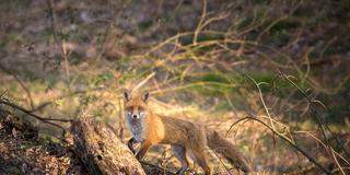 Ein Fuchs läuft durch den Wald. (Foto: IMAGO / Dirk Sattler)