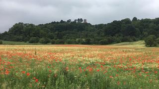 Blick auf die Siersburg (Foto: Kathrin aus Siersburg)