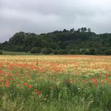 Blick auf die Siersburg (Foto: Kathrin aus Siersburg)