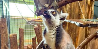 Nachwuchs von Katta-Weibchen Lova (Foto: Neunkircher Zoo)