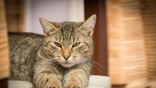 Eine liegende, getigerte Katze (Foto: pixabay.com/bogitw)