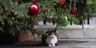 Eine Katze liegt unter einem Weihnachtsbaum (Foto: IMAGO)