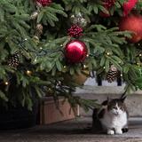 Eine Katze liegt unter einem Weihnachtsbaum (Foto: IMAGO)