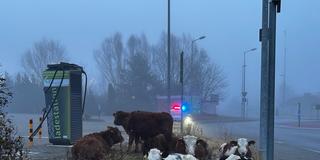Wollten die Kühe aus Einöd ins Zweibrücker Kino? (Foto: Polizeiinspektion Zweibrücken)