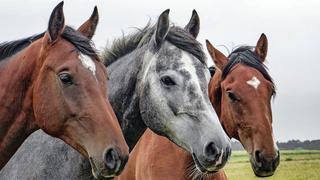 Pferde (Foto: pixabay.com)