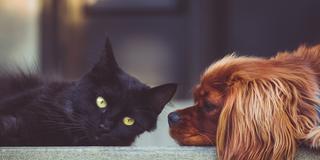 Hund und Katze (Foto: pixabay/StockSnap)