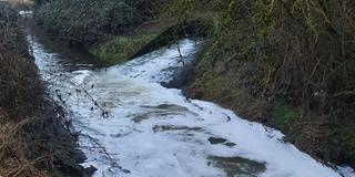 Schaum auf dem Erbach am Zulauf der Kläranlage (Foto: SR / Lukas Baumann)