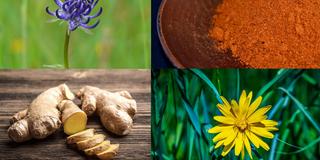 Teufelskralle, Cayenne, Ingwer, Arnika,  (Foto: pixabay)