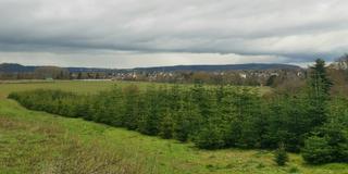 Tannenbäume in einer Schonung in Saarlouis (Foto: Simon / Garten und Landschaftsbau Schmitt)