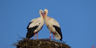 Storch Jean-Jaques und seine neue Dame (Foto: Otmar Becker)