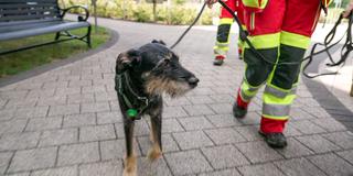 Ein Rettungshund, Terriermischling Anna, für die Suche nach vermissten Menschen (Foto: SR)