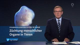 Jan Hofer moderiert in der Tagesschau den Beitrag zur Züchtung menschlicher Organe in Tieren. (Foto: tagesschau/ard)