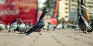 Tauben auf dem Neunkircher Stummplatz (Foto: SR)