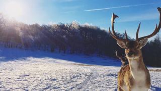 Wildtiere im Winter (Foto: Thomas aus Saarwellingen)