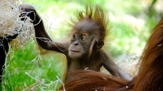 Orang-Utan-Baby (Foto: dpa / Rebecca Krizak)